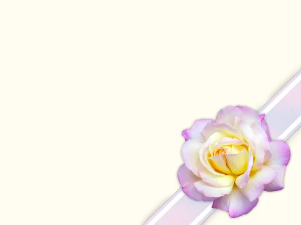 Rosa su sfondo beige Fotografia Stock