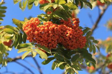 Rowanberry