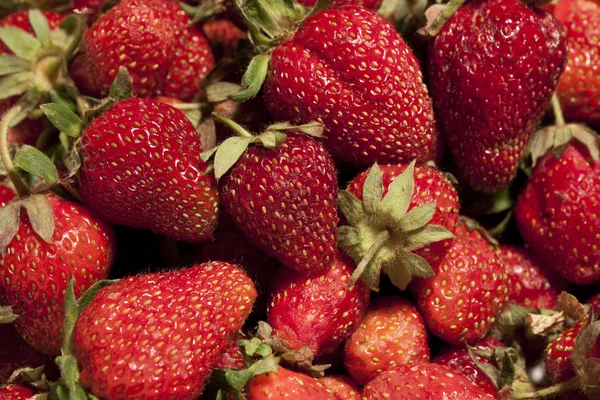 Lots of ripe strawberries — Stock Photo, Image