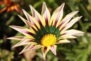 beyaz-mor-yeşil gazania