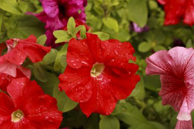 Red petunia clipart