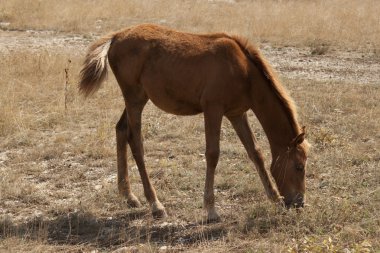 bay colt