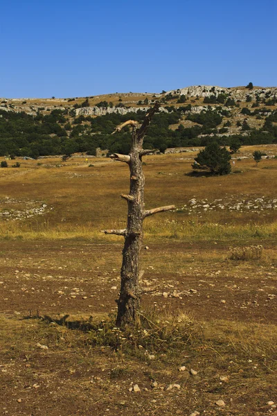 El viejo pino solitario roto en el camino — Foto de Stock