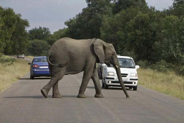Elefante da Afircan — Fotografia de Stock