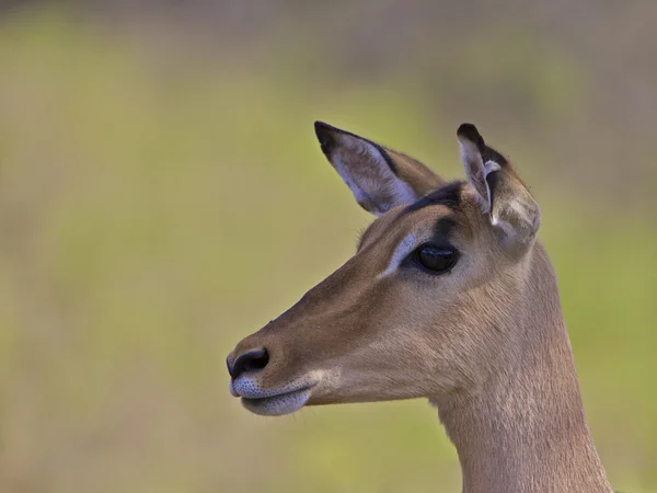 Impala, Jihoafrická republika — Stock fotografie