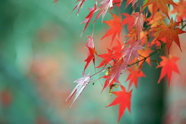 stock image Autumn red colours on the maple leaves