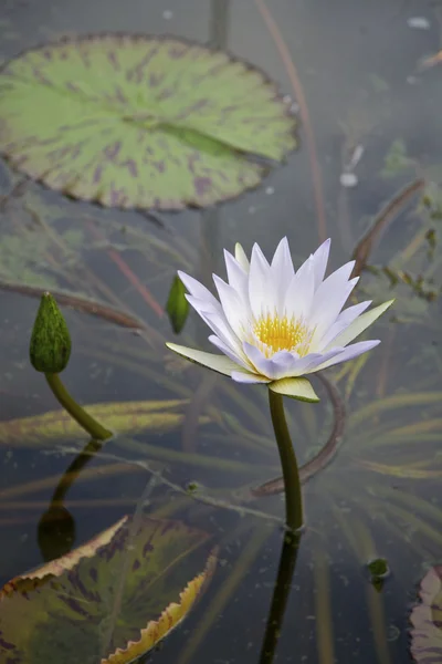 stock image White and yellow Lilly flower in a pond, background