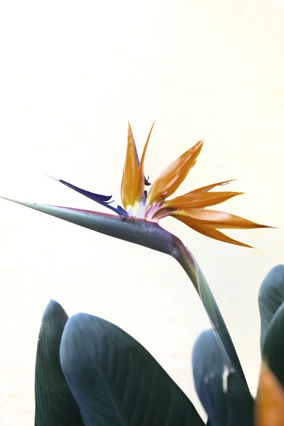 An isolated flower called Bird of Paradise — Stock Photo, Image