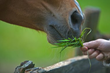 Horse eating clipart