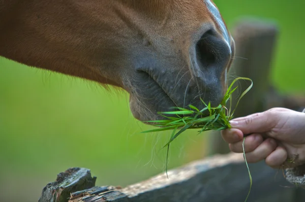 Hästen äta — Stockfoto