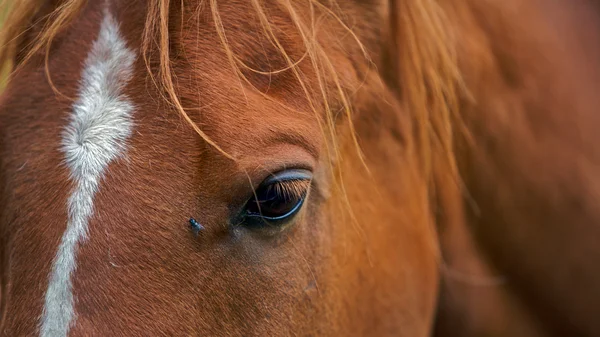 Cavalo, Fechar — Fotografia de Stock