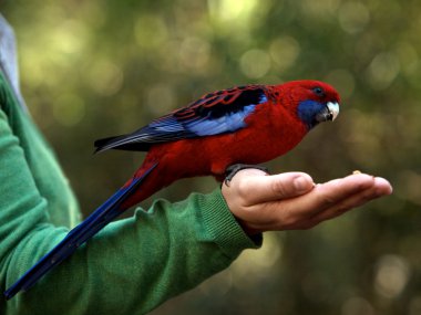 Lorikeet bird clipart