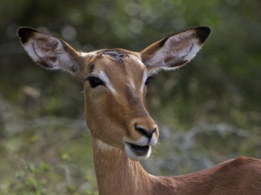 Impala, South Africa clipart