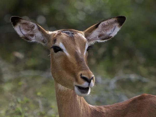 Impala, Sudafrica — Foto Stock