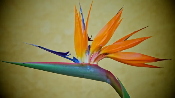 Bird of Paradise Flower — Stock Photo © fotomicar 2884392