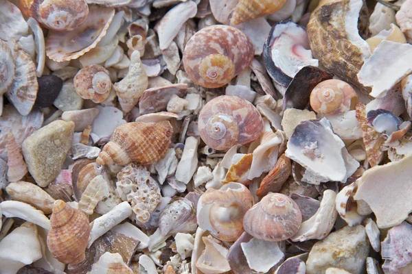 Морські мушлі на пляжі — стокове фото