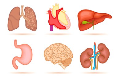 Human Organ clipart