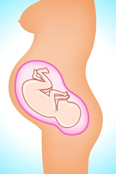 Feto en el útero — Vector de stock