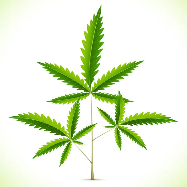 stock vector Marijuana Leaf