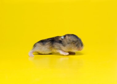 hamster çöp