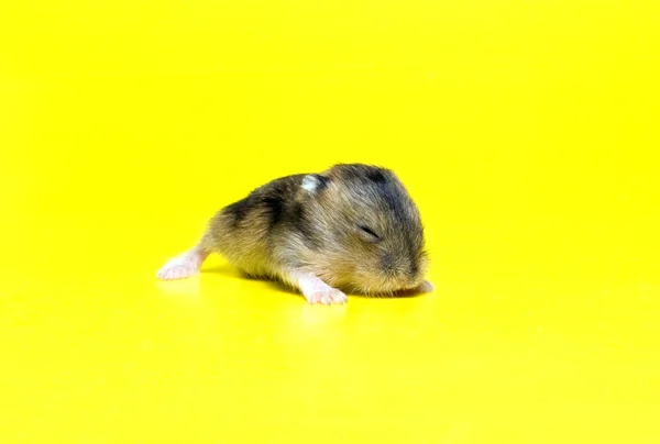 Hamsterstreu — Stockfoto