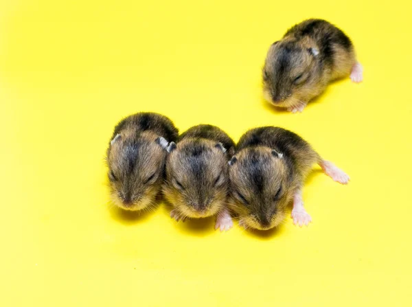 Hamster kullen — Stockfoto