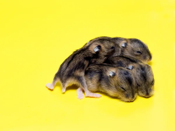 Hamster kullen — Stockfoto