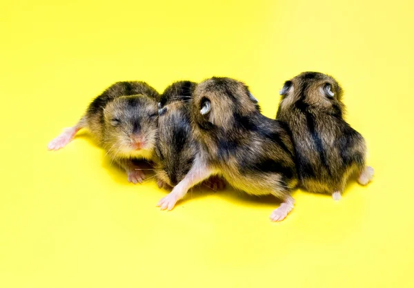 Hamster çöp — Stok fotoğraf