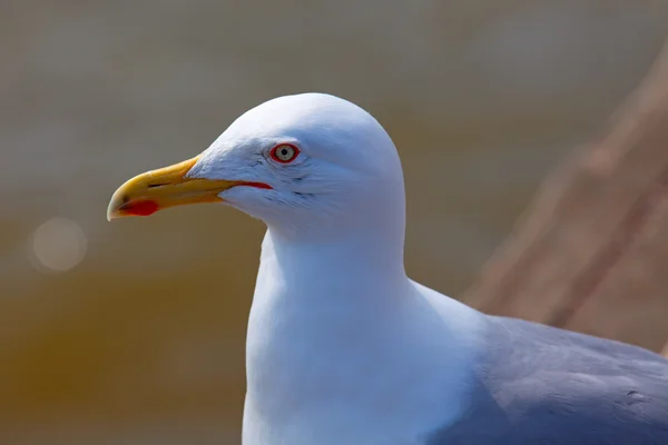 Portrait of a seagull — Stock Photo, Image