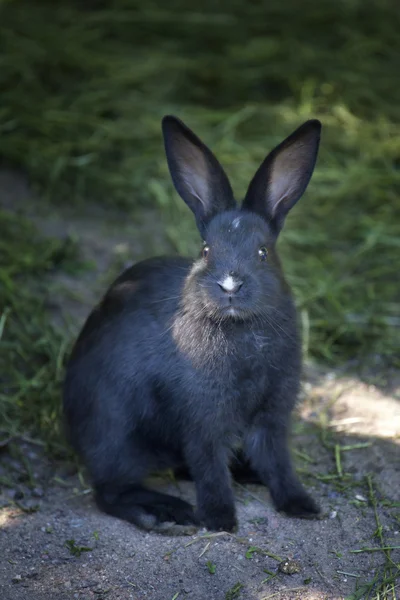 stock image Black rabbit