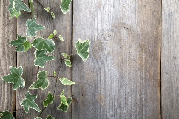 木製の背景上の葉. — ストック写真