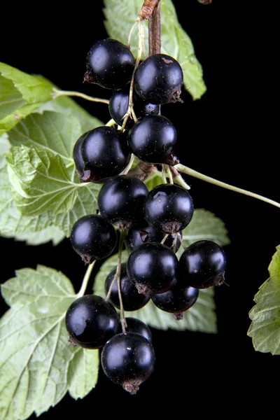 Macro of black currant — Stock Photo, Image