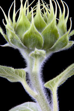 Macro sunflower bud clipart