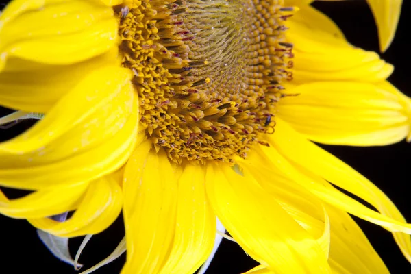 Sonnenblumenmakro — Stockfoto