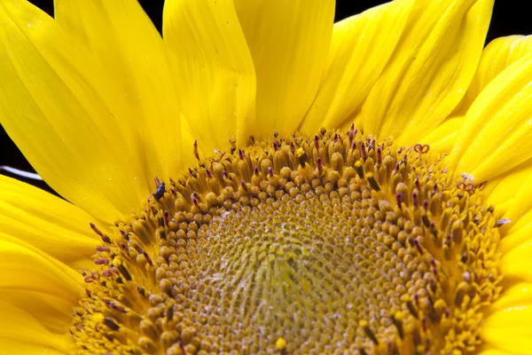 Олія соняшникова макросу — стокове фото