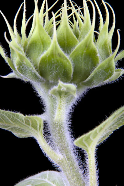 Makro-Sonnenblumenknospe — Stockfoto