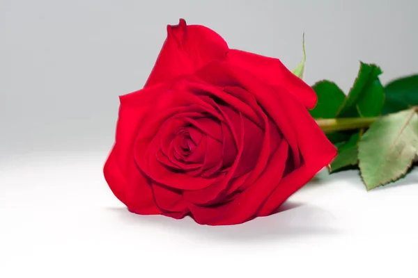 Rosa roja — Foto de Stock