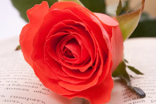 Rosa roja y un libro abierto — Foto de Stock