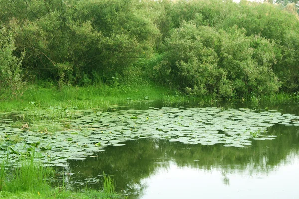 Ландшафтные деревья отражаются в реке и водяных лилилиях — стоковое фото