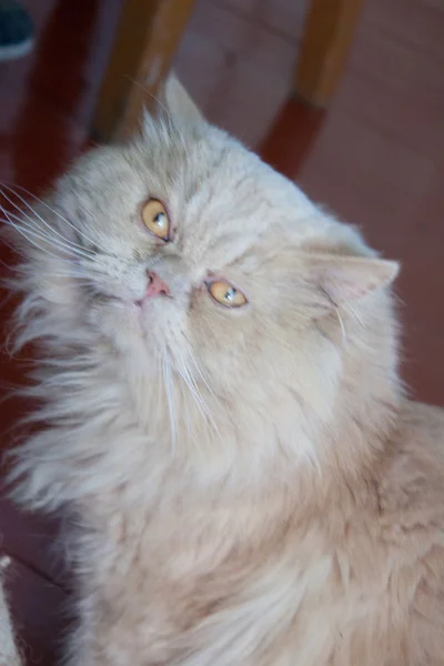 Persiska ras katt gul färg ser ut på bilden — Stockfoto