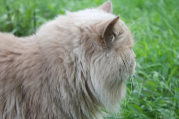 ペルシャの品種猫は草の上を着色イエローです。 — ストック写真