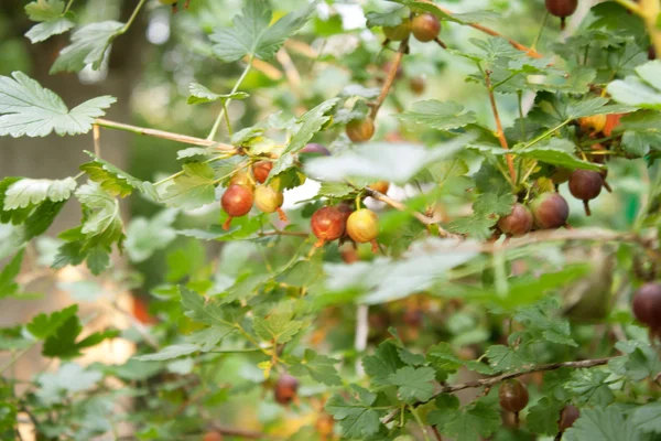 Gooseberry bush with ripe berries — Stock Photo, Image