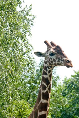 Giraffe head against a background of trees and sky