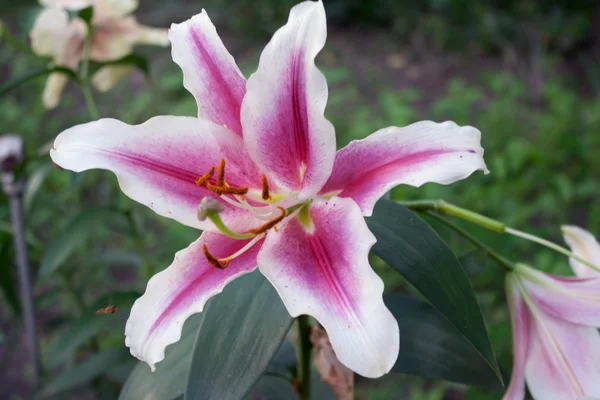 stock image Lily flower on the bush shooting