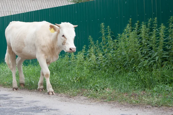 The calf is on the street of the village — Stock Photo, Image