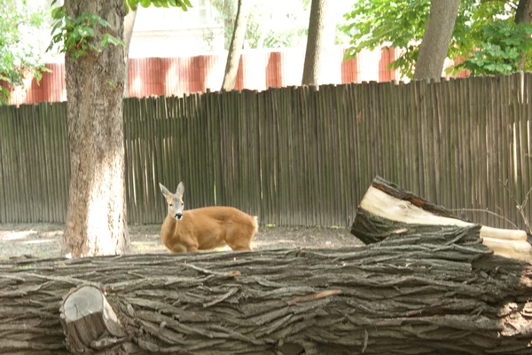 Kleines Reh läuft hinter einem Baumstamm — Stockfoto