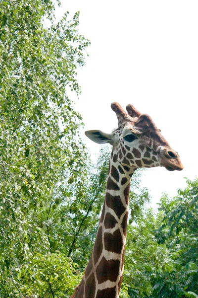 stock image Giraffe head against a background of trees and sky