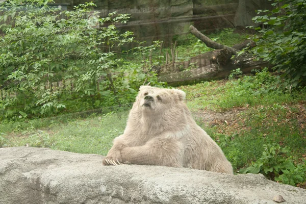 Björn sitter bredvid stenen, att lägga till sina fötter — Stockfoto