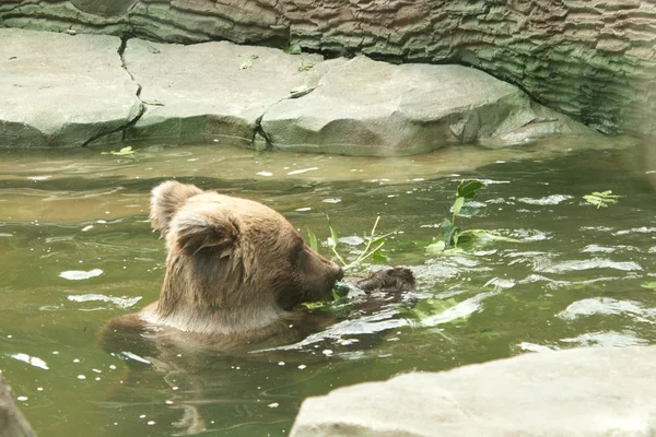 Medvěd plave ve vodě a jíst trávu — Stock fotografie