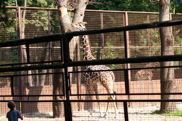 Żyrafy chodzą klatki i mały chłopiec wygląda — Zdjęcie stockowe